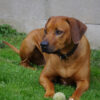 rhodesian ridgeback kutya