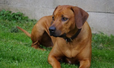 rhodesian ridgeback kutya