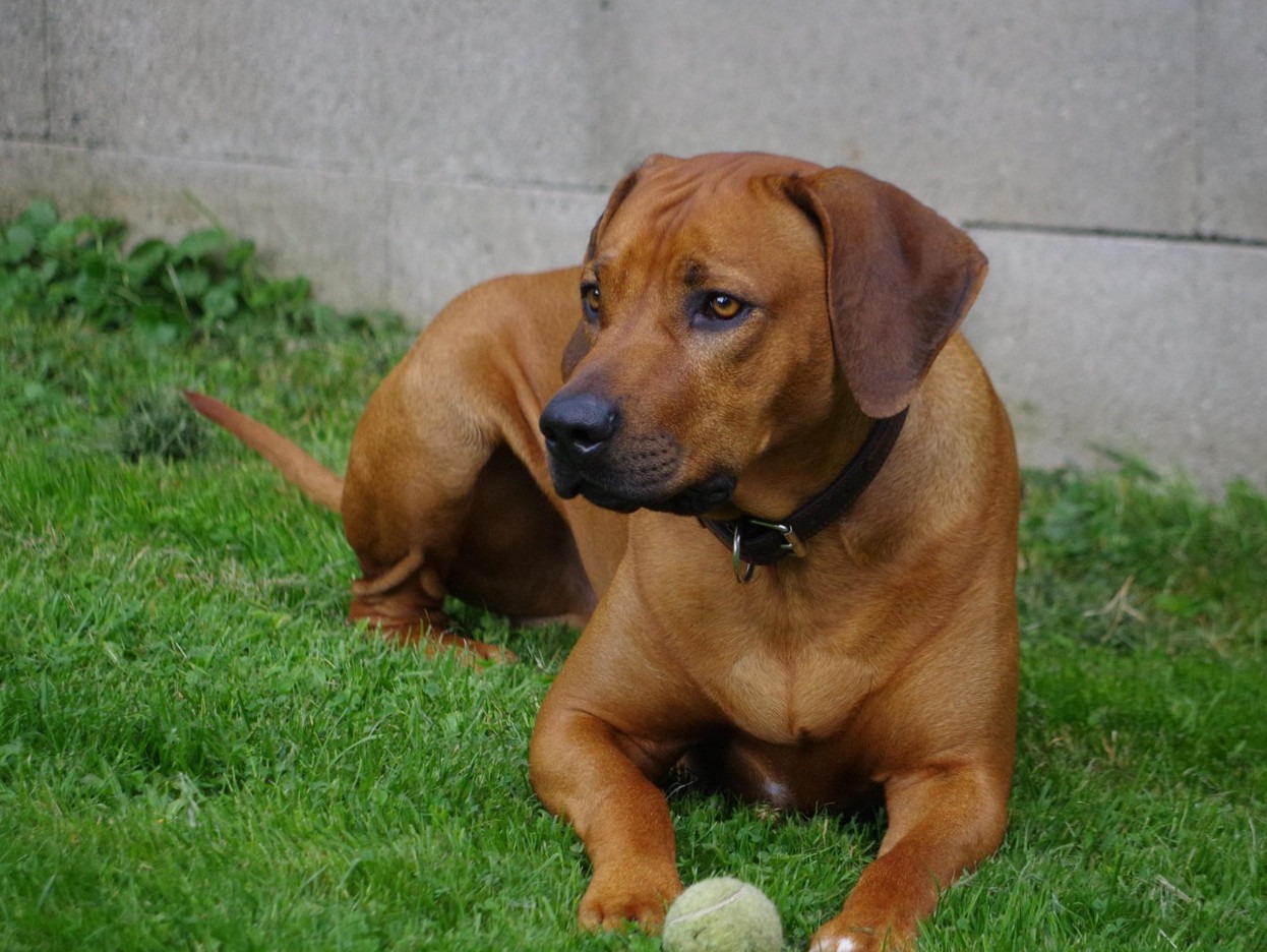 rhodesian ridgeback kutya